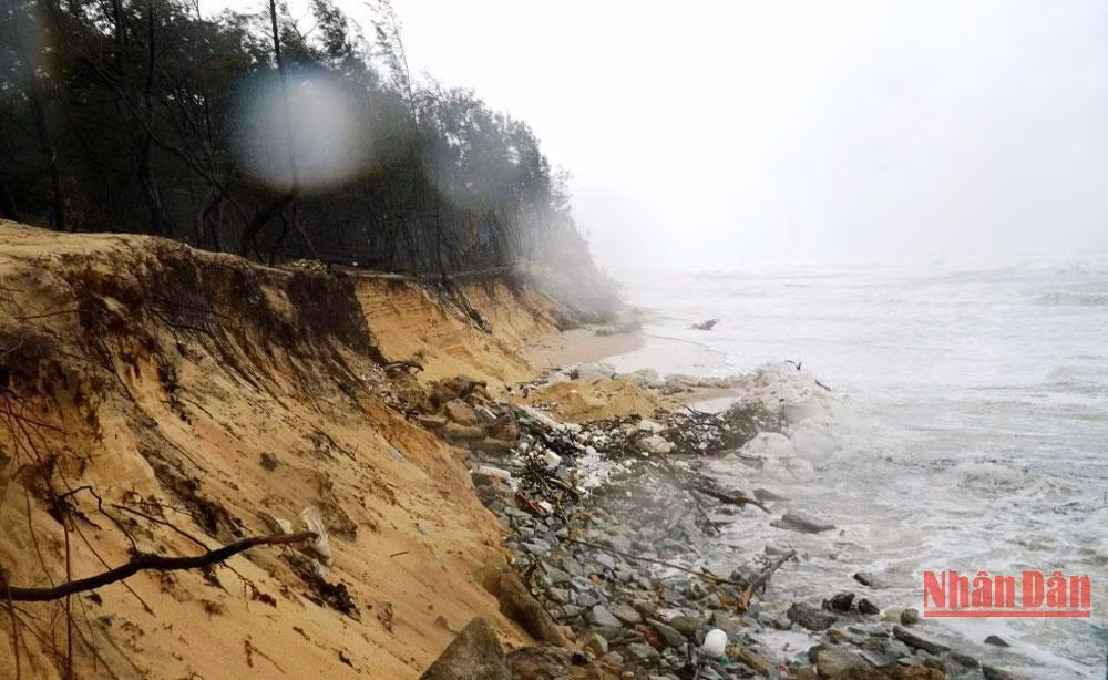 Mưa lớn liên tiếp kéo dài trung tuần tháng 10 vừa qua khiến tình trạng sạt lở bờ biển ở tỉnh Thừa Thiên Huế ngày càng nghiêm trọng.