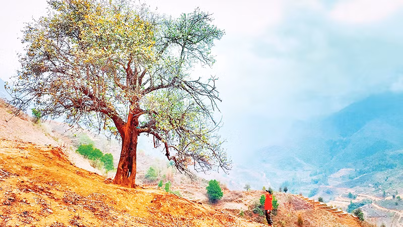 Những cây sơn tra cổ thụ hàng trăm năm tuổi tại bản Nậm Nghiệp.