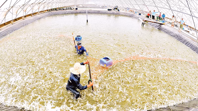 Thu hoạch tôm ở Bạc Liêu. (Ảnh THANH CƯỜNG)