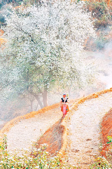 Mùa hoa sơn tra nở, đất trời Nậm Nghiệp bừng sáng giữa núi đồi trùng điệp.