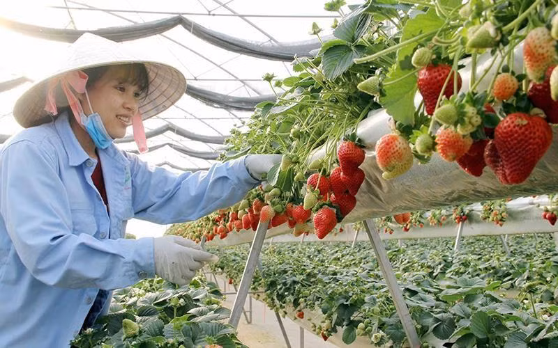 Trồng dâu tây ứng dụng công nghệ cao tại Lâm Đồng. (Ảnh: Văn Bảo)