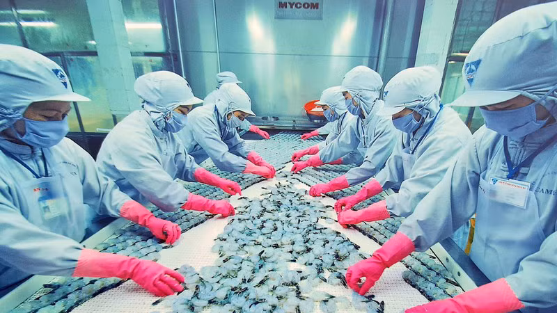 Chế biến thủy sản xuất khẩu tại Cà Mau. (Ảnh: Hữu Tùng)