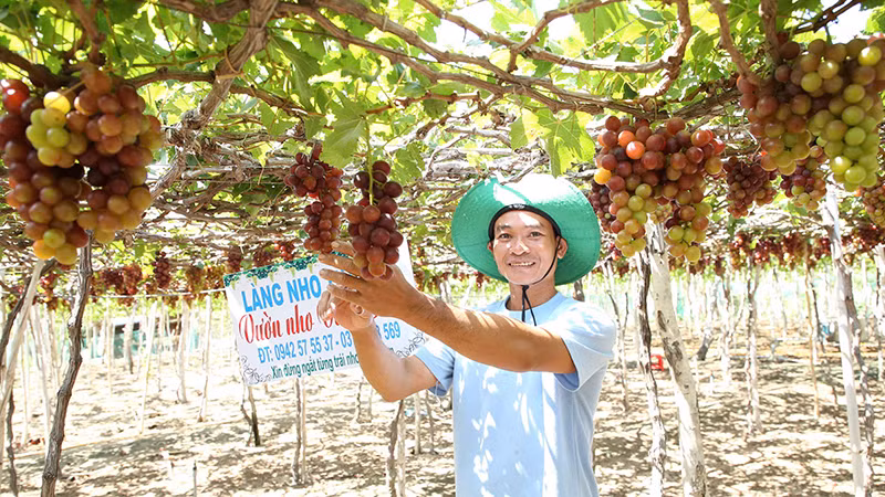 Nghề trồng nho ở Ninh Thuận.