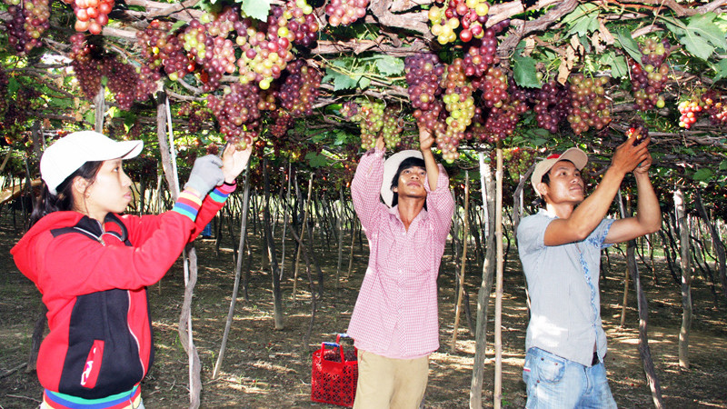 Nông dân xã Vĩnh Hải, huyện Ninh Hải (Ninh Thuận) chăm sóc nho theo tiêu chuẩn VietGAP.