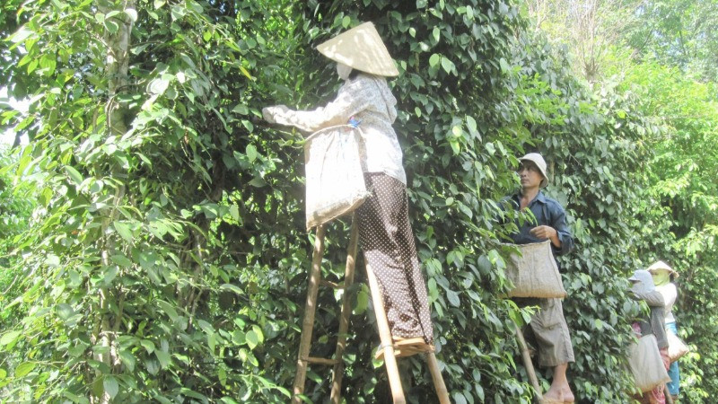 Thu hoạch tiêu hữu cơ phục vụ xuất khẩu ở huyện Vĩnh Linh.