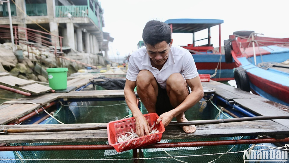 Cá cơm là loại thức ăn người dân dùng thả vào lồng nuôi cho mực ăn.