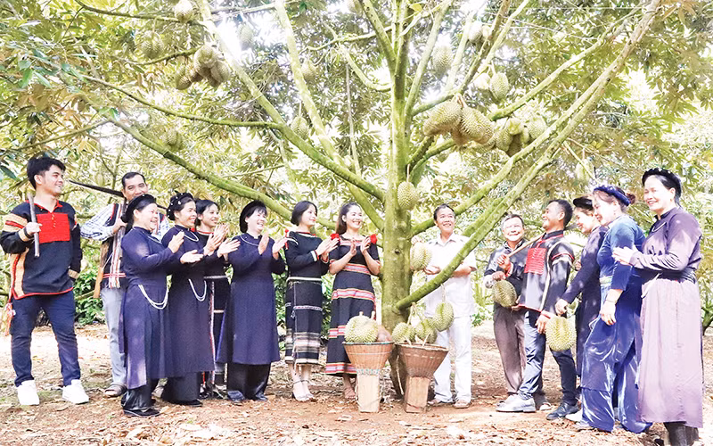 Đồng bào các dân tộc ở huyện Krông Pắc phấn khởi bước vào vụ thu hoạch sầu riêng năm 2024.