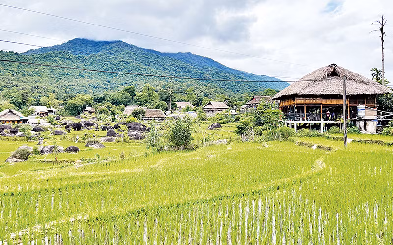 Lúa mùa tại xã Phương Độ (thành phố Hà Giang) phát triển tốt. (Ảnh Trần Kế)