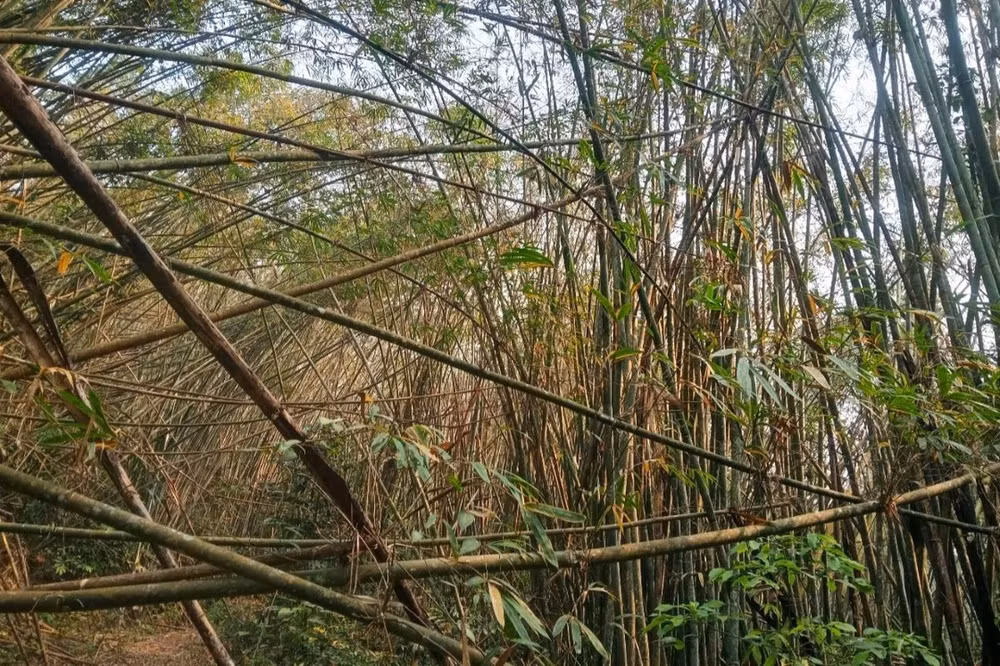 Dấu hiệu cây lùng bị chết khuy.