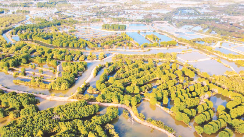 Nuôi tôm quảng canh cải tiến kết hợp với rừng là mô hình thích ứng với biến đổi khí hậu của xã Hiệp Thạnh, thị xã Duyên Hải (Trà Vinh).