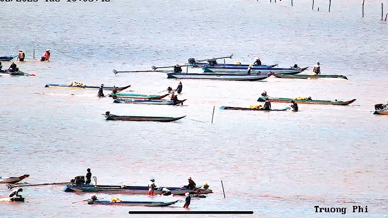 Nhiều người dân đến khai thác nghêu giống tại vùng ven biển thuộc Vườn Quốc gia Mũi Cà Mau.