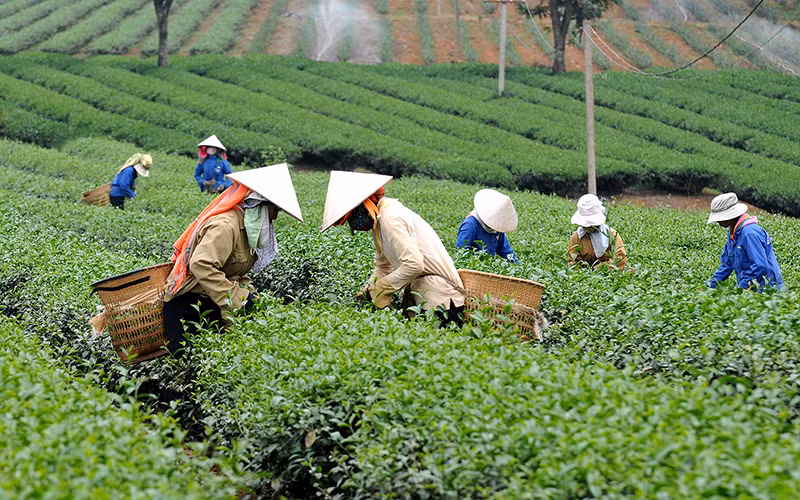 Thu hoạch chè tại thành phố Gia Nghĩa, tỉnh Đắk Nông. (Ảnh NGUYỄN ĐĂNG)