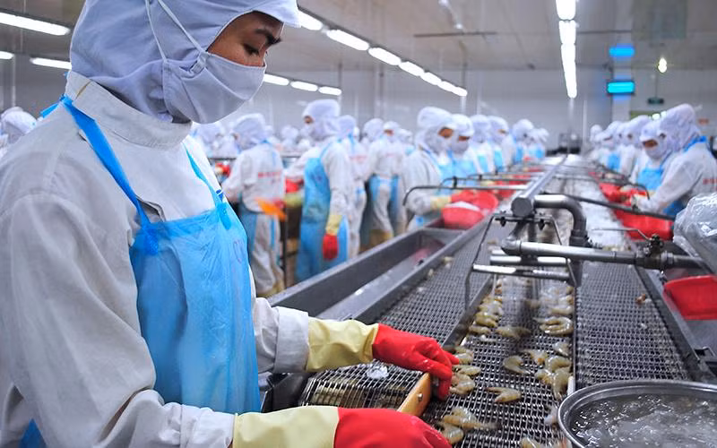 Dây chuyền chế biến tôm đông lạnh tại Tập đoàn Minh Phú (Cà Mau).