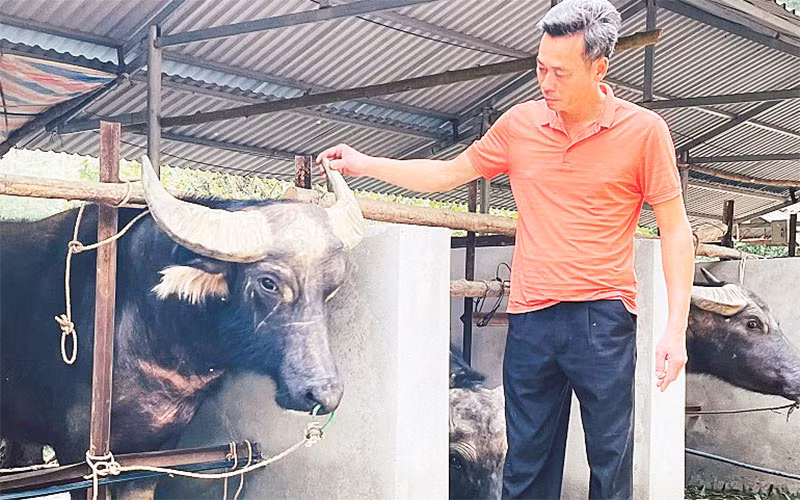 Anh Lê Mai Hiền chăm sóc đàn trâu nuôi nhốt.