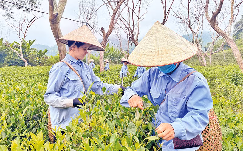 Nông dân xã Xuân Lao, huyện Mường Ảng thu hái chè.