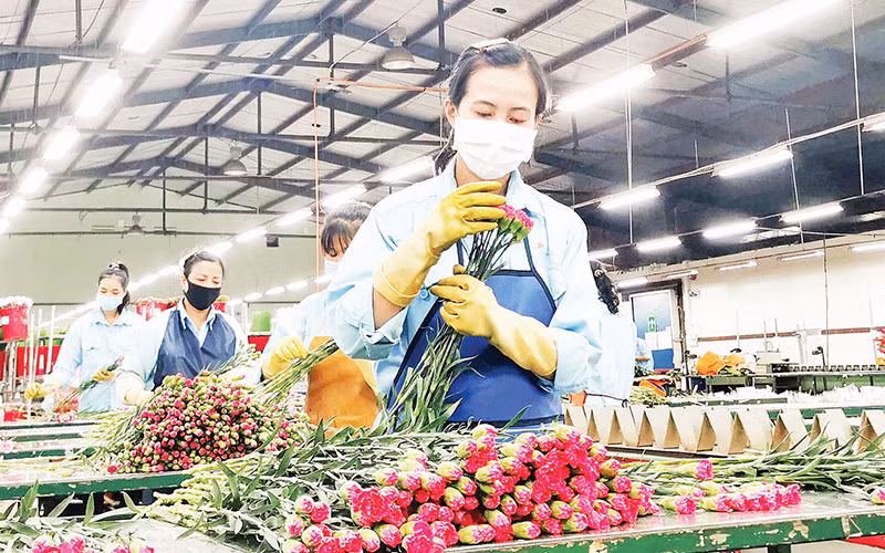 Lâm Đồng tập trung phát triển tốt chuỗi liên kết sản xuất với tiêu thụ sản phẩm hoa. (Ảnh MAI VĂN BẢO)