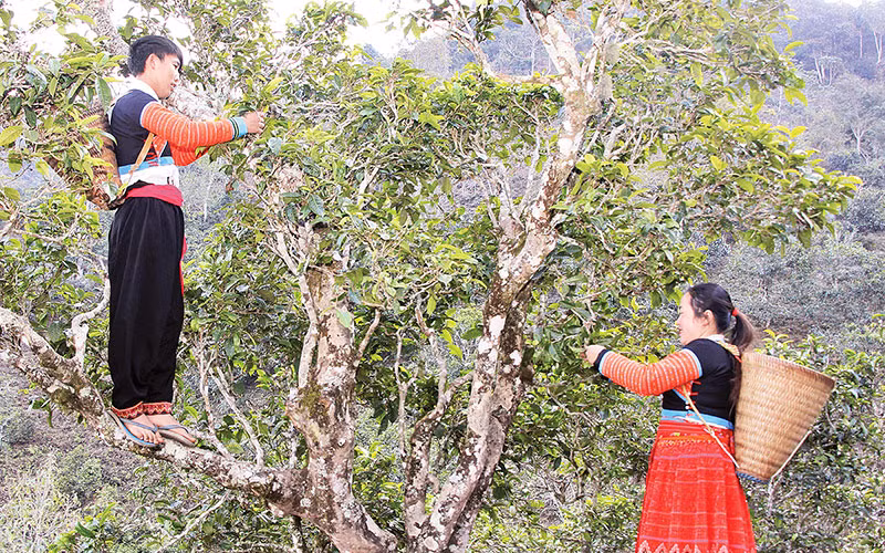 Đồng bào H’Mông bản Bẹ, xã Tà Xùa thu hái chè trên những cây chè shan tuyết cổ thụ.