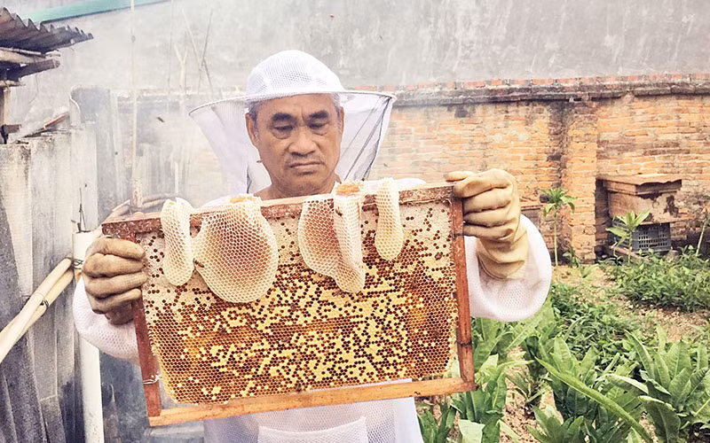 Một “cầu” ong đủ tiêu chuẩn để thu hoạch mật.