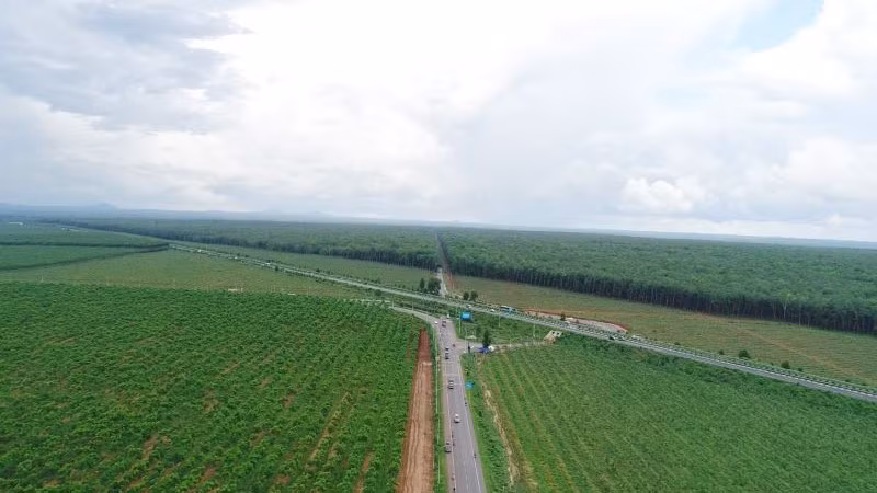 Rừng cao-su Công ty TNHH MTV Tổng Công ty Cao-su Đồng Nai nhìn từ trên cao.