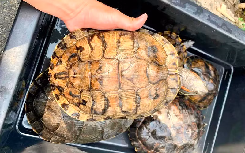 Rùa tai đỏ là loài xâm hại nguy hiểm, bị buôn bán nhiều ở Việt Nam. (Ảnh ENV)