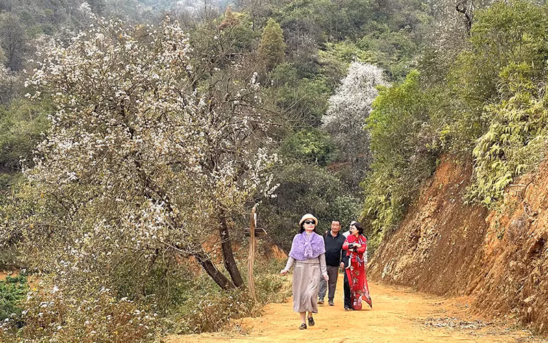 Du khách thưởng ngoạn mùa hoa sơn tra Nậm Nghẹp.