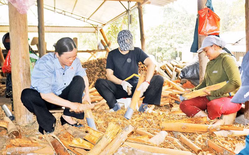 Chế biến quế tươi xuất khẩu ở HTX Tâm Hợi, huyện Bảo Thắng, tỉnh Lào Cai.