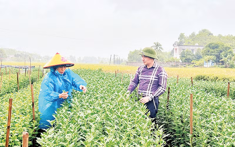 Phát triển nghề trồng hoa Tết tại xã Thạch Bình, huyện Nho Quan. (Ảnh Thùy Dung)
