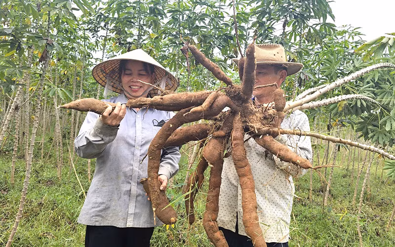 Nông dân huyện Bố Trạch, tỉnh Quảng Bình thu hoạch sắn.