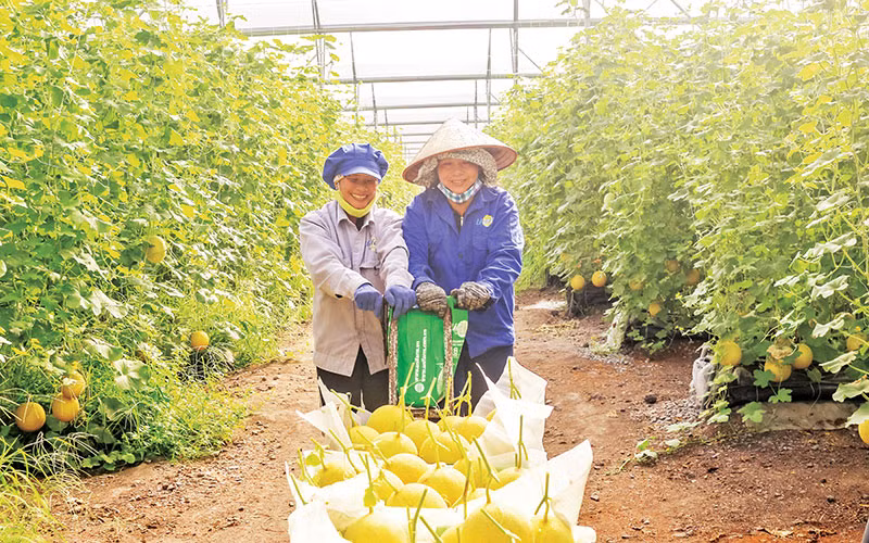 Trồng dưa lưới xuất khẩu tại Khu Nông nghiệp công nghệ cao An Thái (huyện Phú Giáo, tỉnh Bình Dương) của Công ty cổ phần Nông nghiệp U&I (Unifarm). 