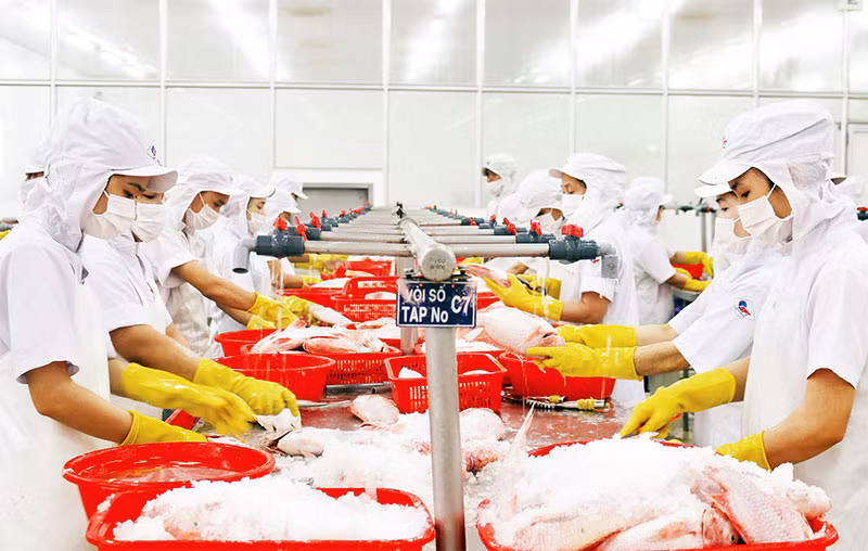 Công nhân một nhà máy chế biến thủy hải sản để xuất khẩu. (Ảnh THẾ ANH)