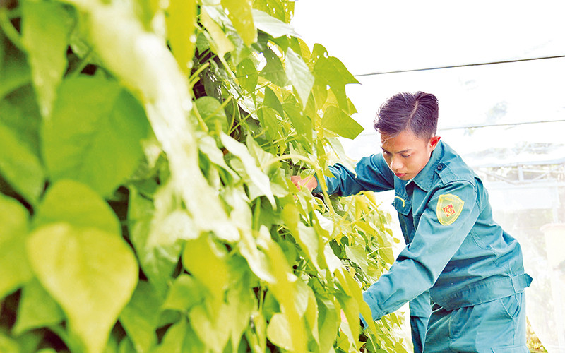 Chiến sĩ chăm sóc vườn rau xanh. 