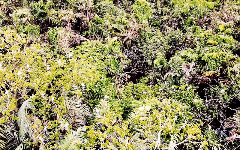 Vườn chim vạc của gia đình ông Hai Chìa ở xã Tân Mỹ, huyện Trà Ôn, tỉnh Vĩnh Long.