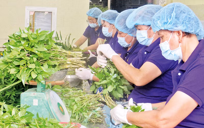 Sản xuất rau tại cơ sở chế biến Thuận Hòa (Long An).