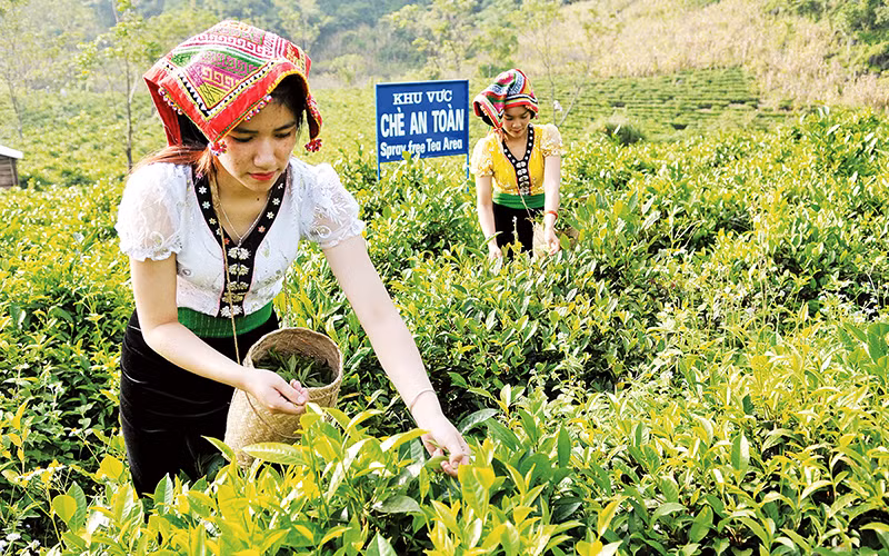 Thu hoạch chè tại huyện Mộc Châu (Sơn La). 