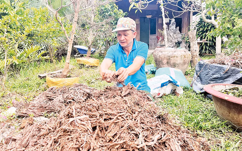 Rễ dừa mục được trộn với mụn dừa, tro trấu sẽ được dùng để bón các loại cây kiểng. Rễ dừa mục được trộn với mụn dừa, tro trấu sẽ được dùng để bón các loại cây kiểng.
