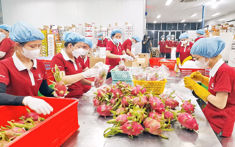 Doanh nghiệp Hoàng Phát, thị trấn Tầm Vu (huyện Châu Thành) sơ chế trái thanh long trồng theo tiêu chuẩn GlobalGAP để xuất khẩu vào thị trường Mỹ.