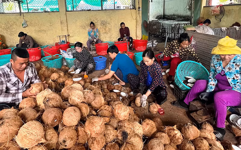 Hợp tác xã nông nghiệp Thới Thạnh (huyện Thạnh Phú) đang xây dựng mô hình kiểu mới.