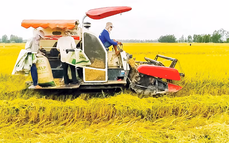 Thu hoạch lúa chất lượng cao ở Hợp tác xã Tiến Thuận.