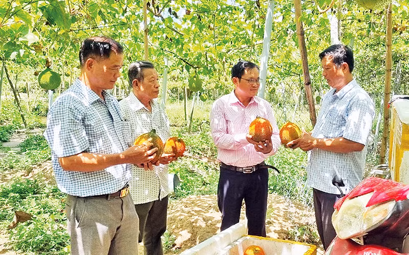Mô hình trồng gấc của ông Đoàn Thanh Tú (ngoài cùng bên phải) cho thu nhập khoảng 150 triệu đồng/năm.
