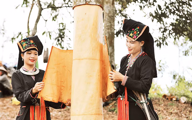Đồng bào Dao huyện Văn Yên, tỉnh Yên Bái thu hoạch quế vỏ.
