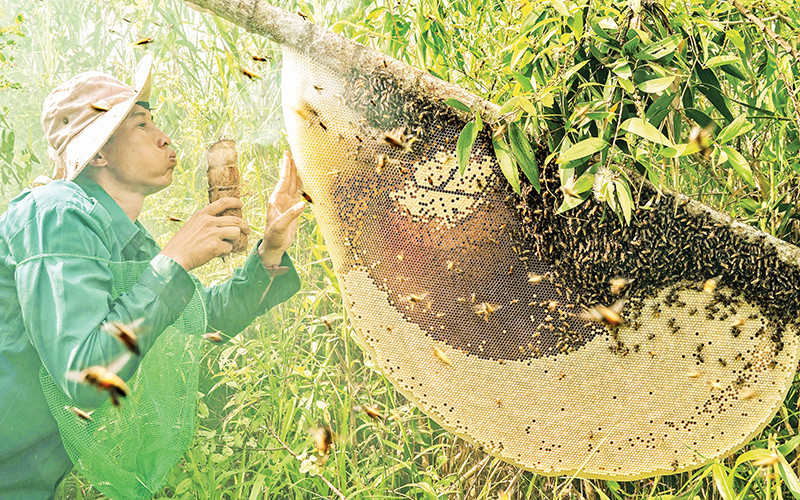 Anh Phạm Duy Khanh, xã Khánh Bình Tây Bắc, huyện Trần Văn Thời, thu hoạch mật ong.