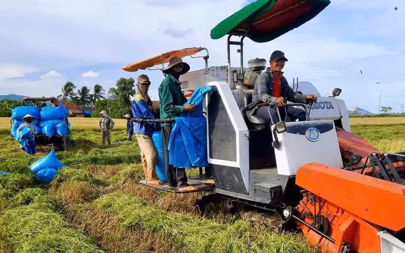 Hợp tác xã Nông nghiệp kinh doanh dịch vụ Hòa Phú, huyện Tây Hòa (Phú Yên) tập trung thu hoạch lúa hè thu. (Ảnh NGỌC HÂN)