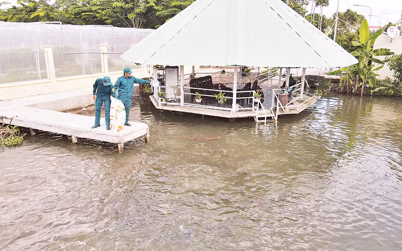 Cán bộ, chiến sĩ thả thức ăn cho cá.