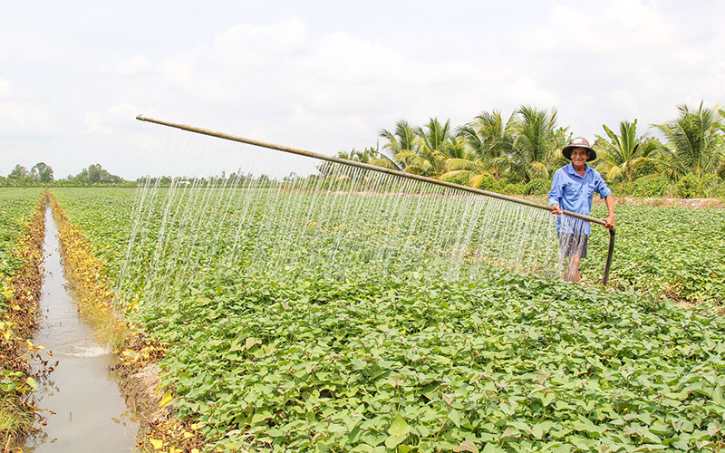 Ông Lê Văn Bé Tư tưới ruộng khoai lang bằng dụng cụ do nông dân tự sáng chế.
