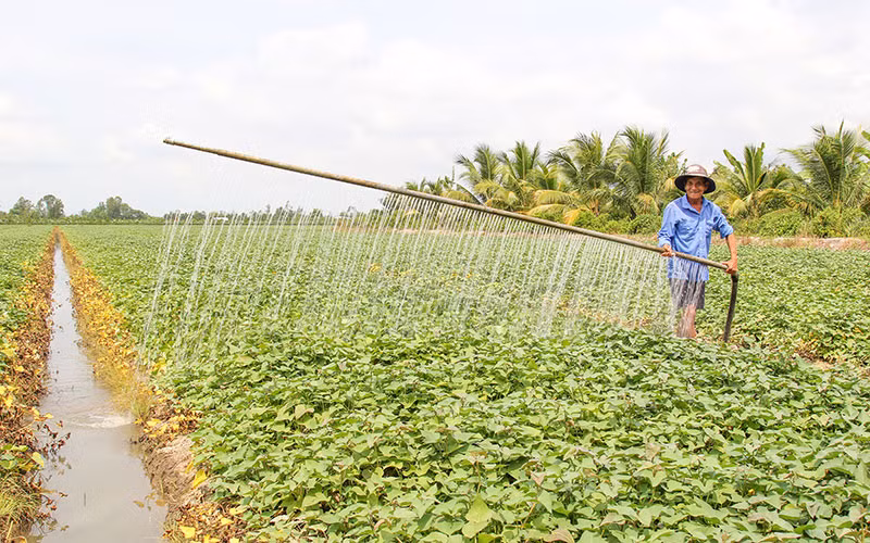 Ông Lê Văn Bé Tư tưới ruộng khoai lang bằng dụng cụ do nông dân tự sáng chế.