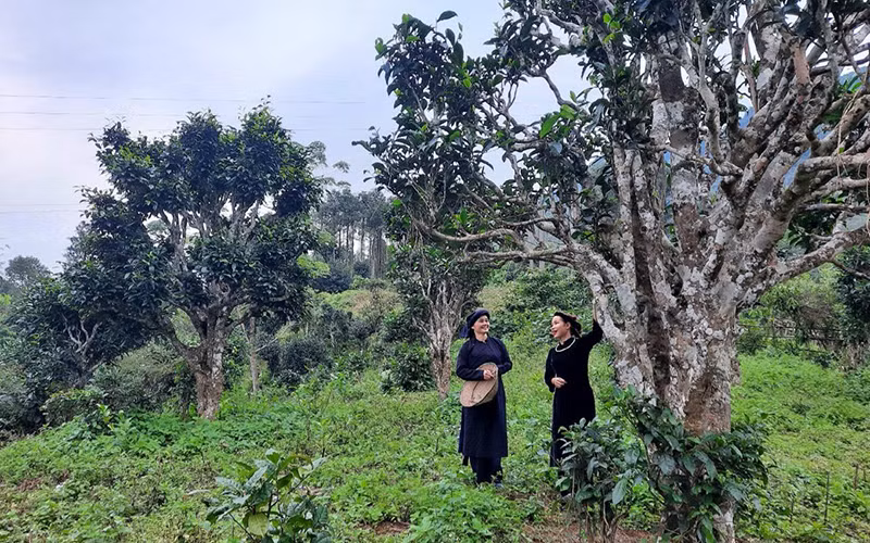 Một quần thể chè Shan tuyết cổ thụ tại xã Bằng Phúc. (Ảnh ĐẶNG TUYẾT)