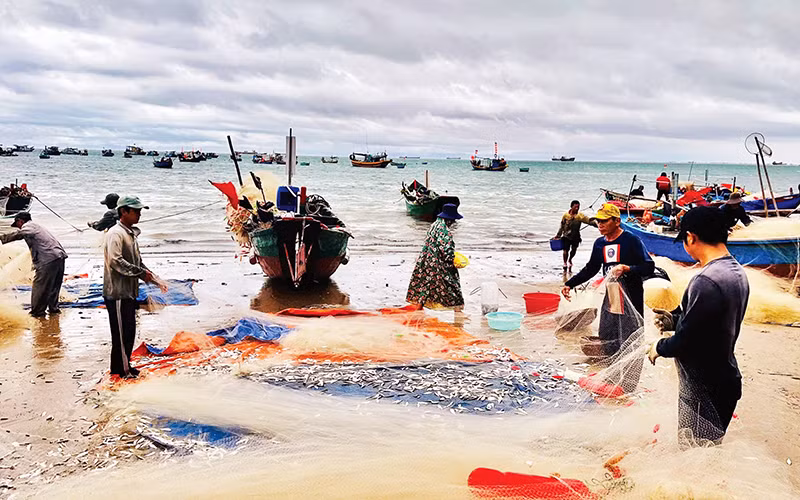 Ngư dân thu hoạch cá trích tại Bãi Trước.