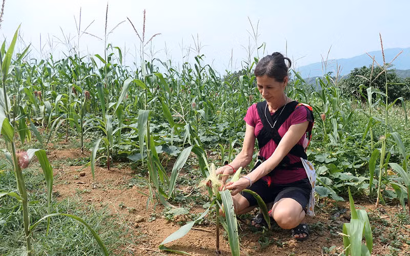 Nương ngô của gia đình chị Hoàng Thị Làn, thôn Bản Mán, xã Phong Quang, huyện Vị Xuyên không có khả năng cho thu hoạch do nắng hạn.
