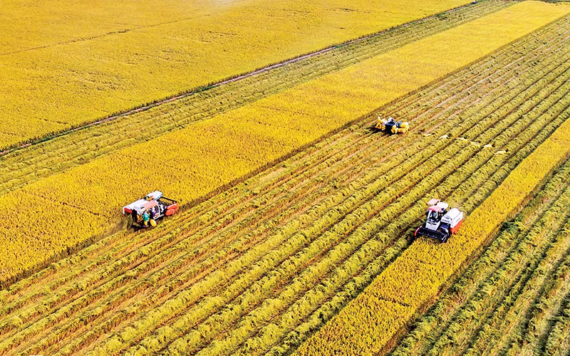 Việt Nam đã khẳng định được vị thế có thể làm ra được gạo có phẩm cấp cao. Ảnh: Lê Hoàng Thái