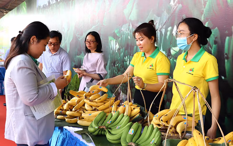 Chuối tươi Đồng Nai có nhiều cơ hội xuất khẩu sang thị trường Trung Quốc.